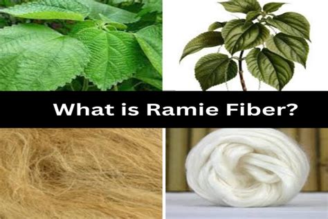  Ramie Fiber: Revolutionizing Sustainable Textile and Biocomposite Applications?